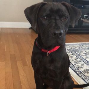 Meet your Posher, Shawn